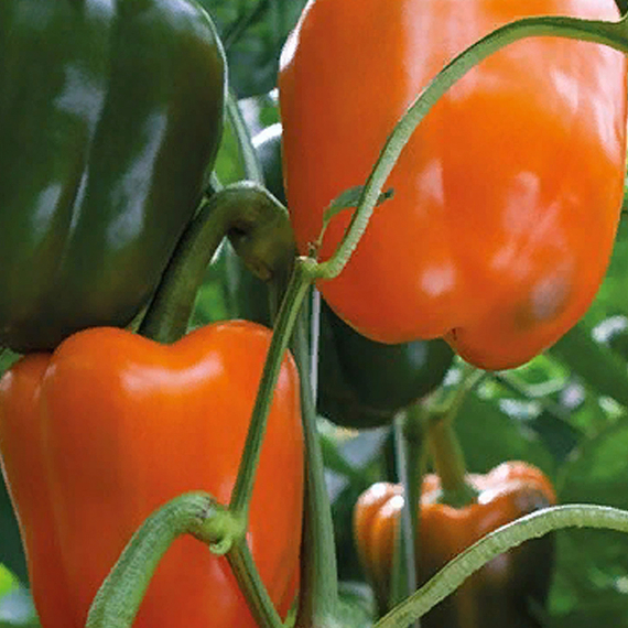 МАГНО F1 семена перца сладкого Enza Zaden характеристика – фото 5