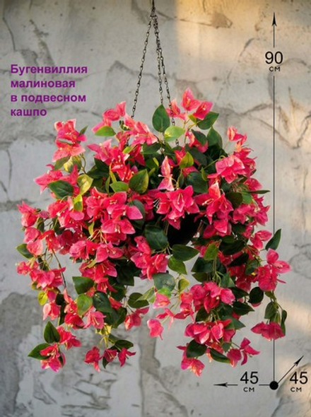 Цветы Бугенвиллии в подвесном кашпо
