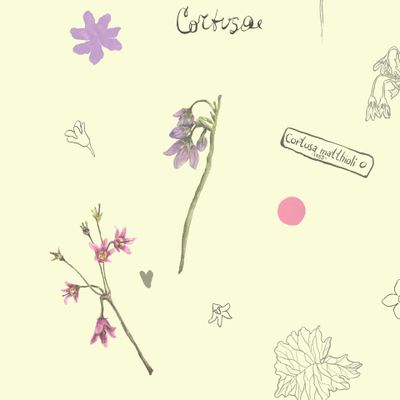 Цветое Заржица или Кортуза Маттиоли