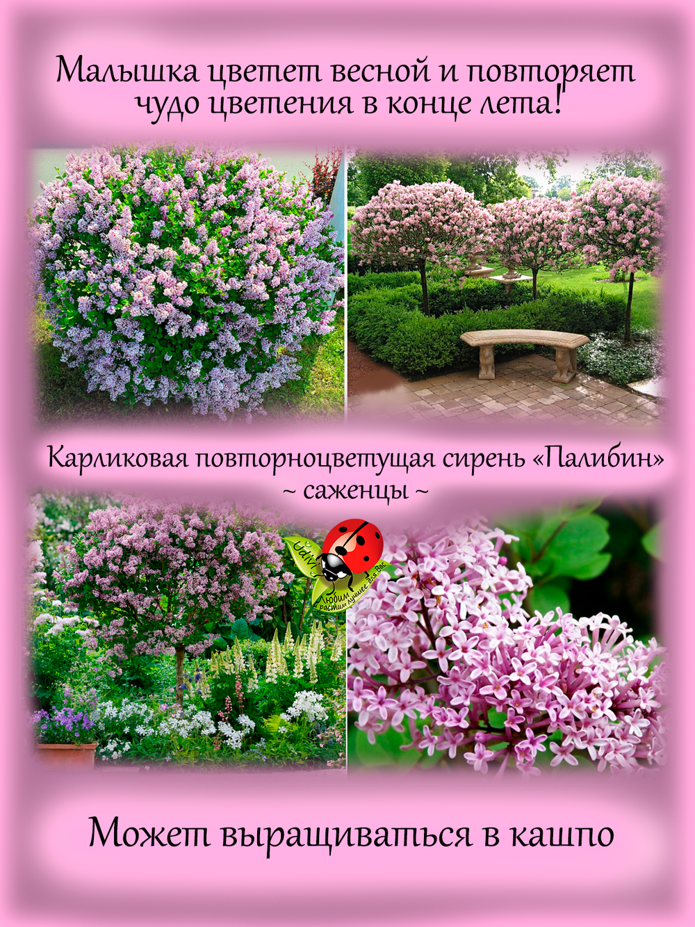 Сирень Палибин повторноцветущая карликовая