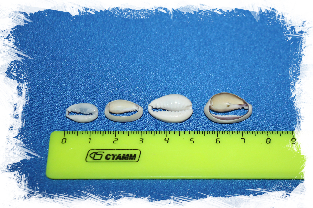 Срез Ципреи Аннулус