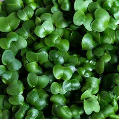 Дайкон на корне (лоток) / 40 гр