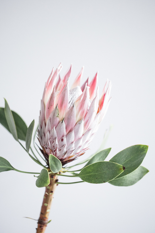 Королевская протея