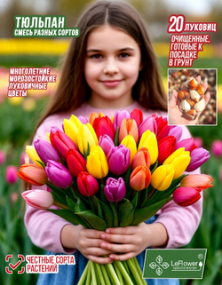 Тюльпан Луковицы очищенные, Микс сортов, 20шт