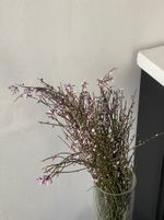 Гениста в фиолетовом оттенке