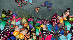 Коллекция WONDERLAND