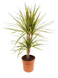 Драцена МАРГИНАТА САНРЕЙ