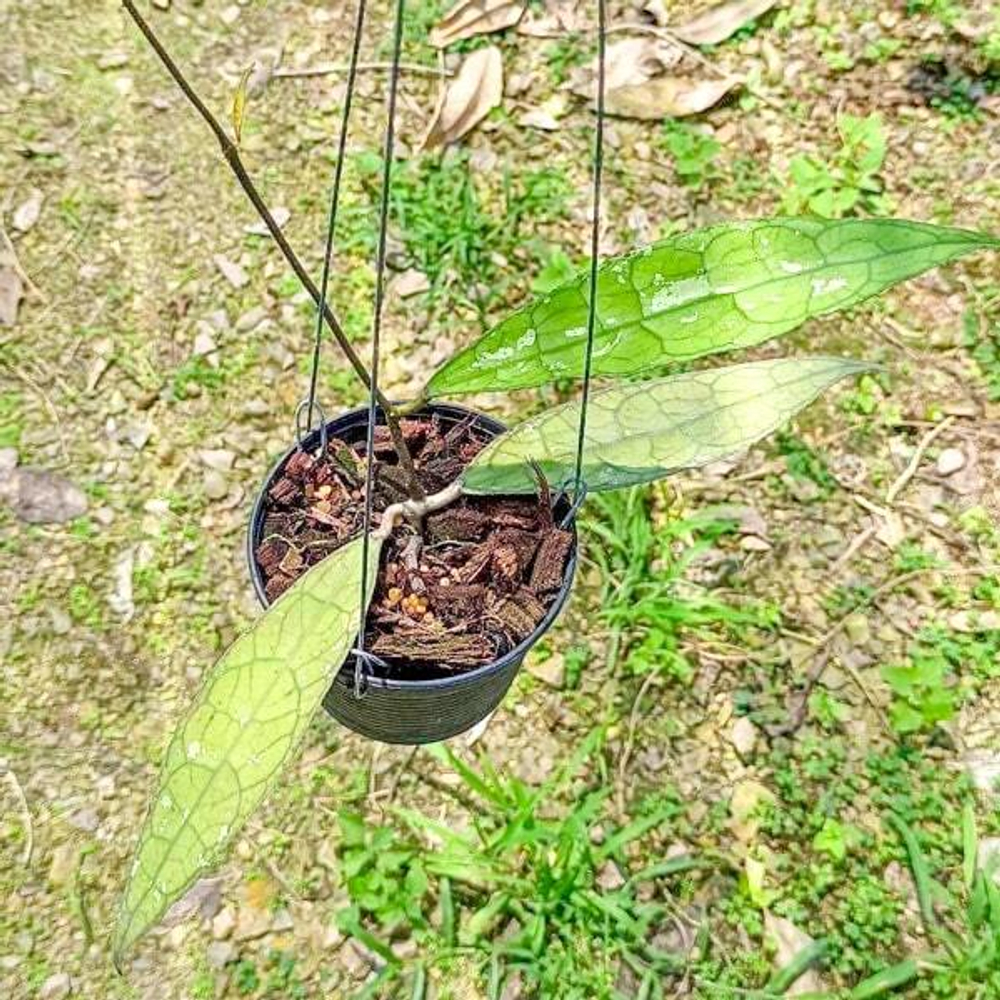 Хойя CLEMENSIORUM LONG LEAVES