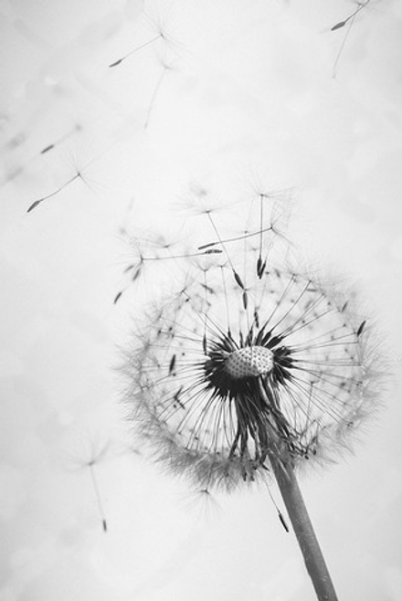 "Одуванчик", фотокартина (репродукция)