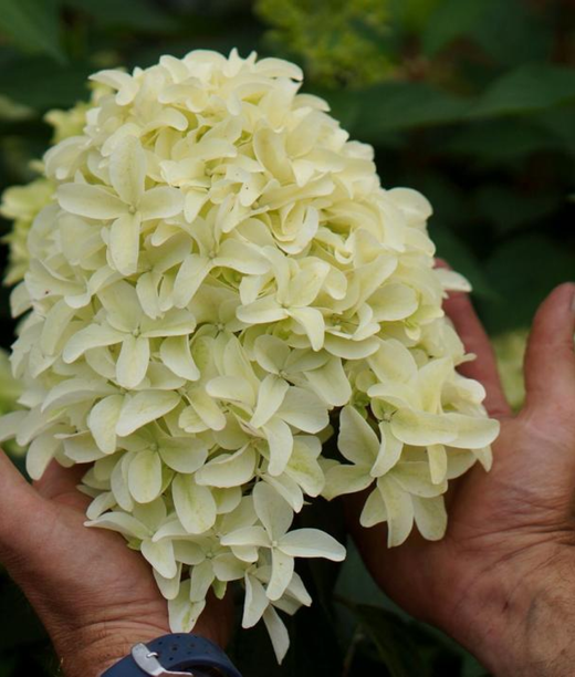 Гортензия метельчатая Скайфол (3/4 ветки) Закупка М59 апрель 2026