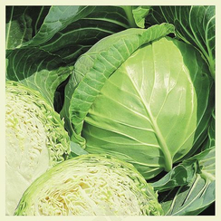 Нахаленок F1 семена капусты белокочанной (Гавриш)