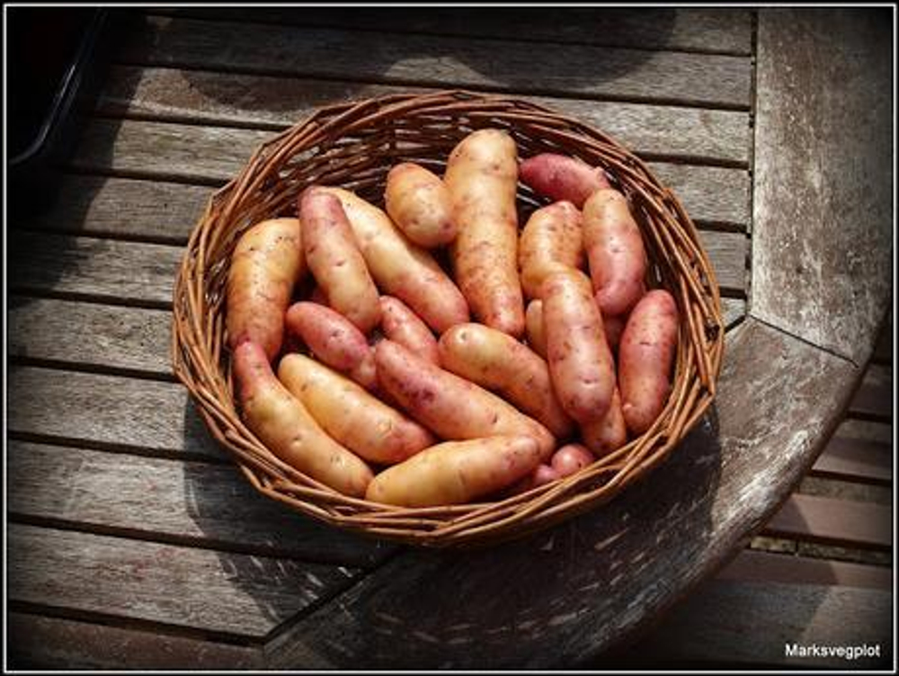 Дикий картофель Розовое Еловое Яблоко (Pink Fir Apple Potatoes), 10 клубней