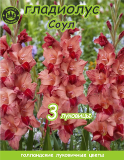 Гладиолус Луковица, Соул, 3 шт