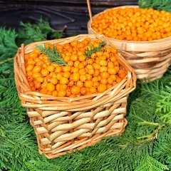 Облепиха свежая / 3 кг