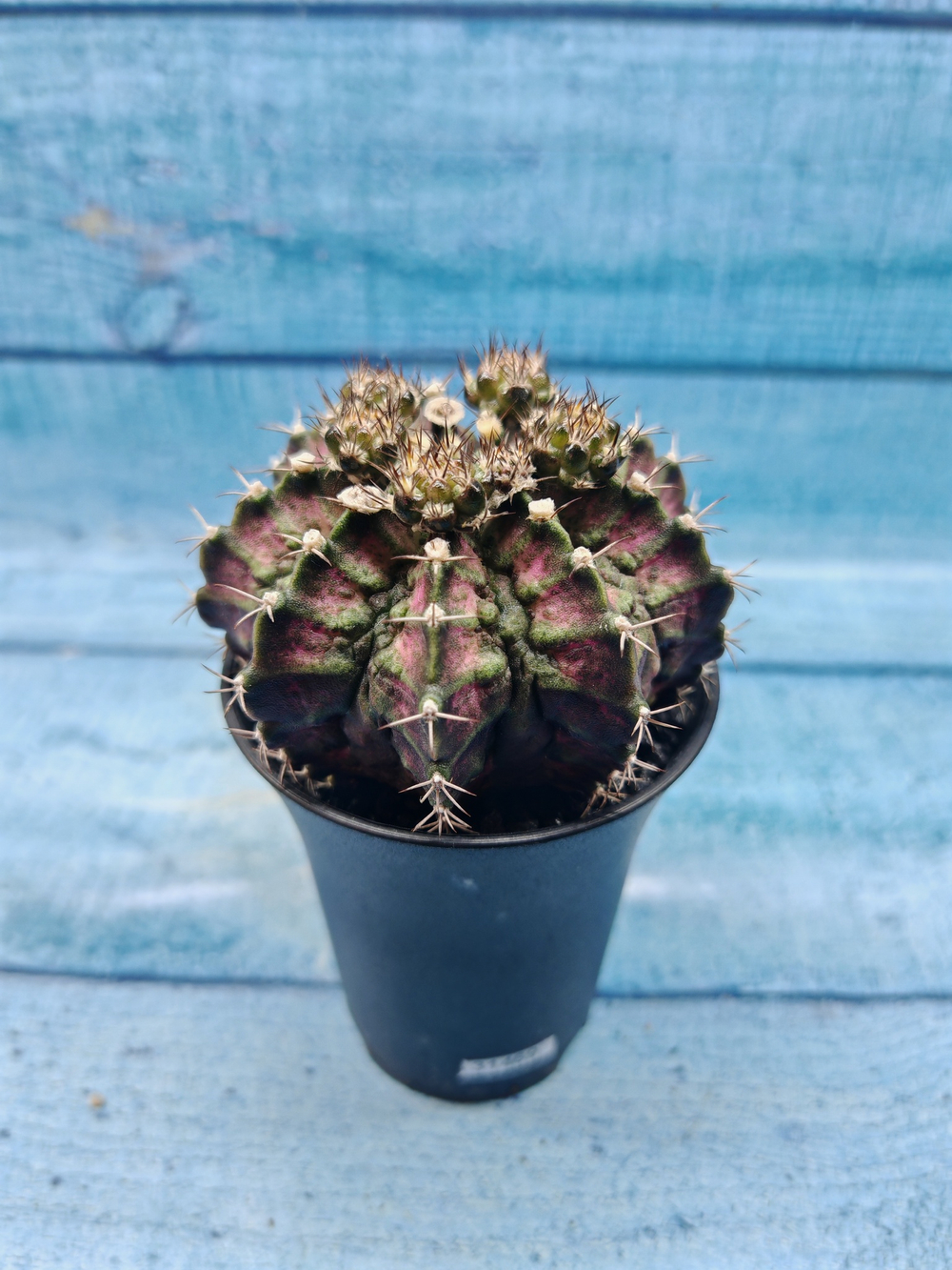 Gymnocalycium T-Rex Pink hybrid (Гимнокалициум T-rex)