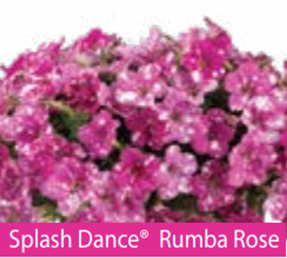 ЕВРО Petunia Splash Dance Rumba Rose укорененный черенок март 26