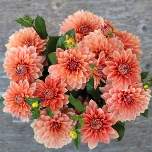 Георгин Nicholas (корень) Закупка М55 апрель 2026