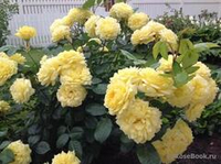 Роза Анни Дюпрей 90-100 см Закупка М17 весна 2026