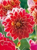 Георгин декоративный Максим