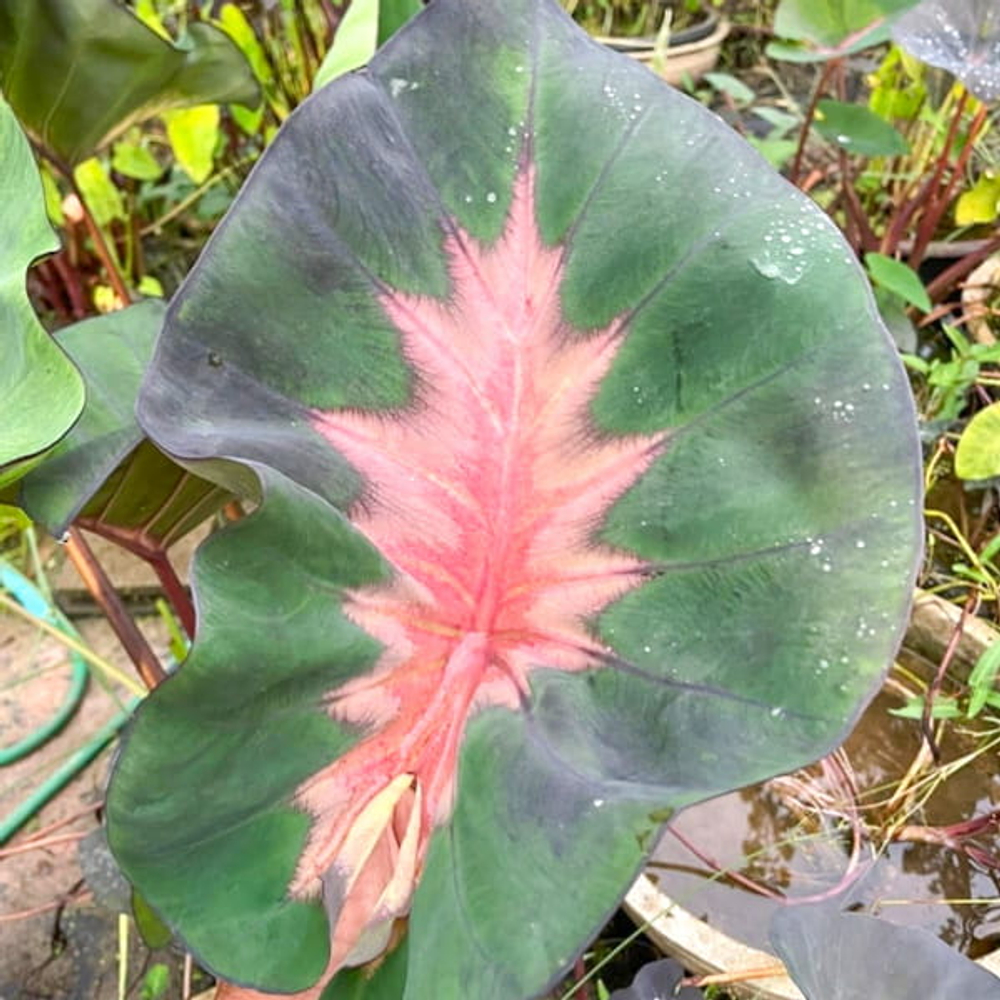 Колоказия RED LAVA CUP