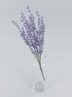 Лаванда Ранья