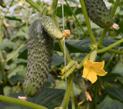 Огурец Лютояр F1 7шт ВитаГрин ЭКСТРА