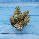 Tephrocactus Molinensis Red Glochids (Тефрокактус)