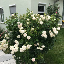 Роза Мадам Анизетт С7 Закупка М57 июнь 2026