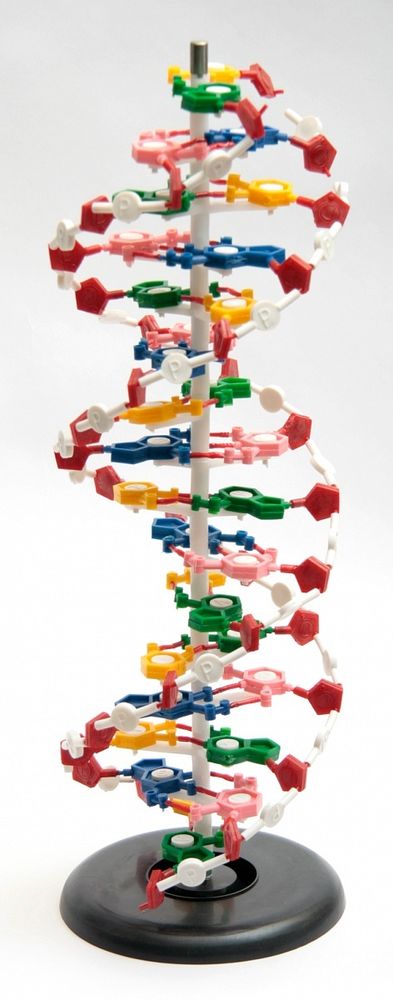 Модель «Структура ДНК»