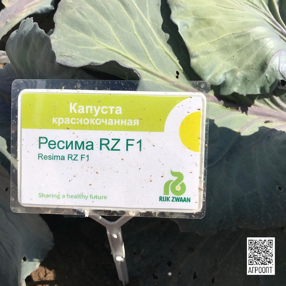 Ресима F1 семена капусты краснокочанной (Rijk Zwaan / Райк Цваан) в поле – фото 7