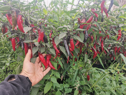 Сладкий Фиолетовый Японский Чили Перец Мурасаки Тогараши Ямато - 紫とうがらし