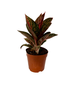 Аглаонема Gold Pauder д.12