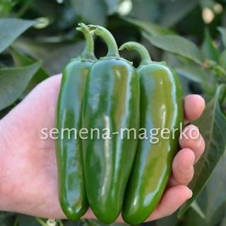 Перец острый Микстеко F1 250 (семян)