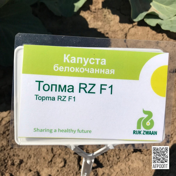 Топма F1 семена капусты белокочанной (Rijk Zwaan / Райк Цваан) в поле – фото 8