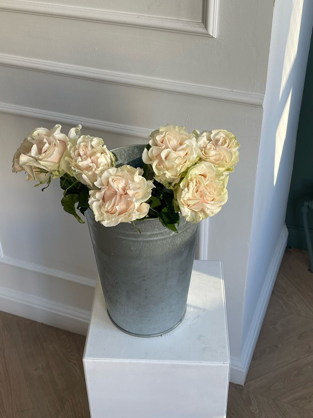 Роза кудрявая нежная одноголовая