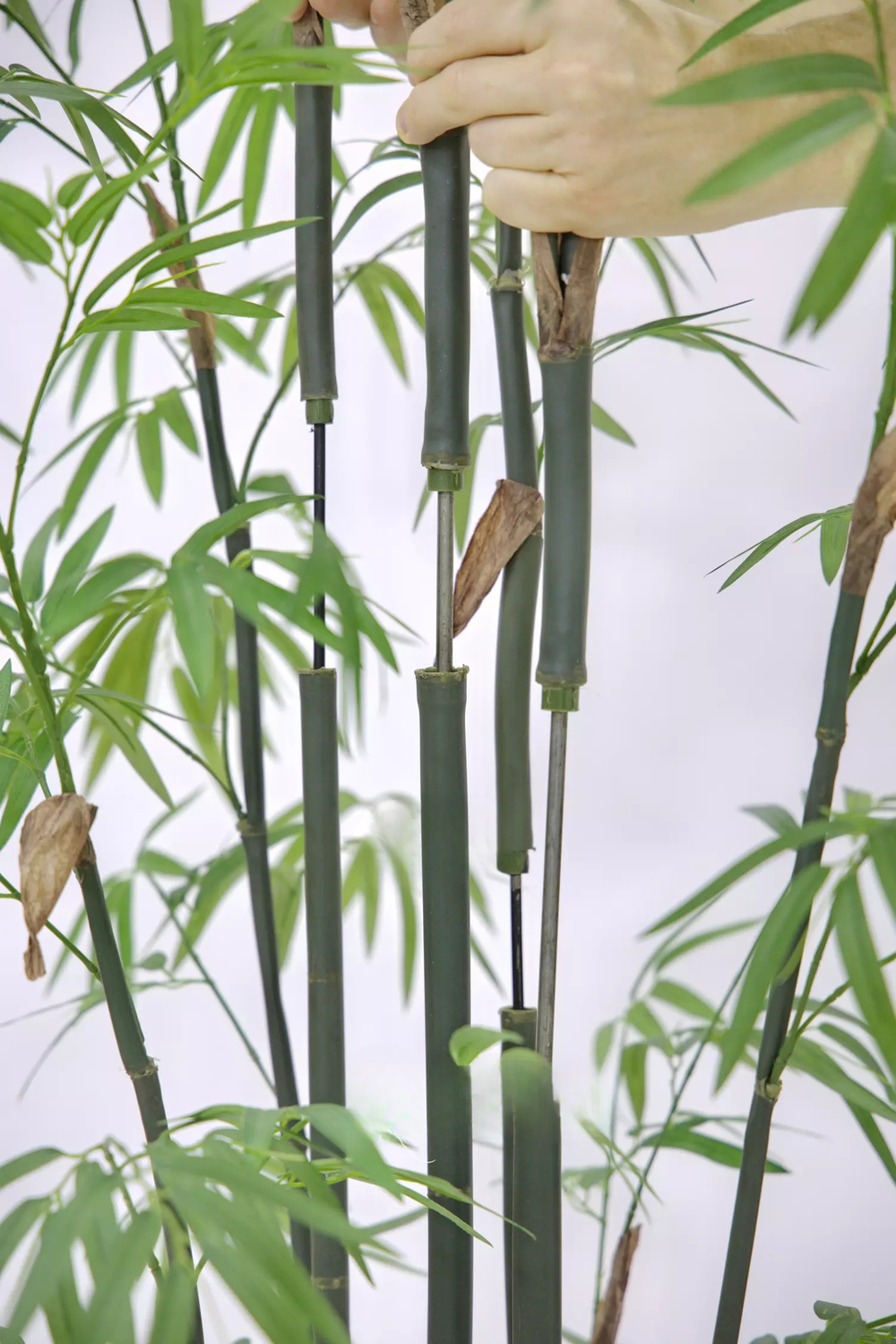 Бамбук (Листоколосник бамбуковый) 210см