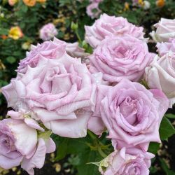 Блу Вог (Blue Vague)