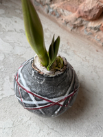 Амариллис луковица - цвет серый в полоску