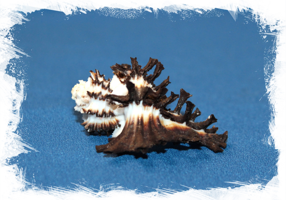 Мурекс Скорпио (Homalocantha scorpio)