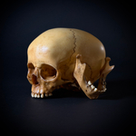 Череп человека ребёнок (анатомическая модель)