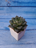 Echeveria Fabiola (Эхеверия)