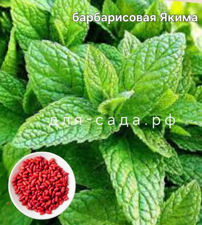 МЯТА БАРБАРИС