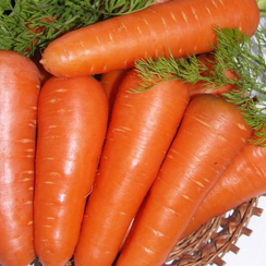 АБАКО F1 семена моркови (Seminis | Alexagro)