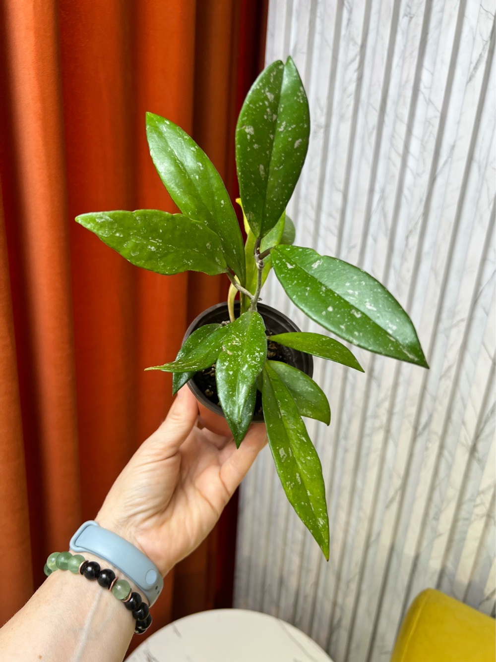 Хойя Публикалис, D9см Н15см, 1шт, Urban Jungle (7143)