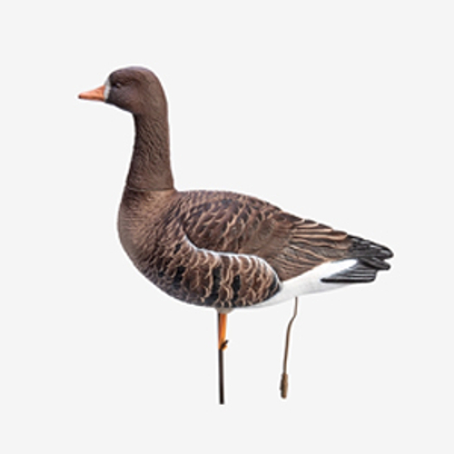 Чучела птиц