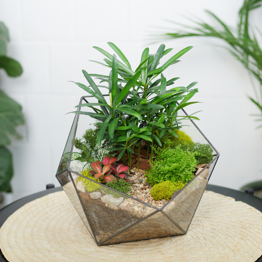 Готовый флорариум Роща подокарпусов Икос