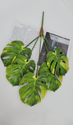 Монстера / Арт 6368