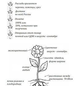 Хризантема мультифлора Бореале оранж ☘ м.29 🌿(нет в наличии)