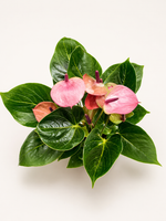 Антуриум (Китай) D12