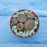 Lithops sp. (Литопсы)